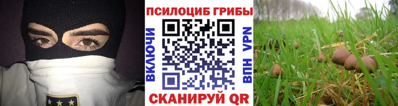 Псилоцибиновые грибы Psilocybine cubensis  Берёзовка 